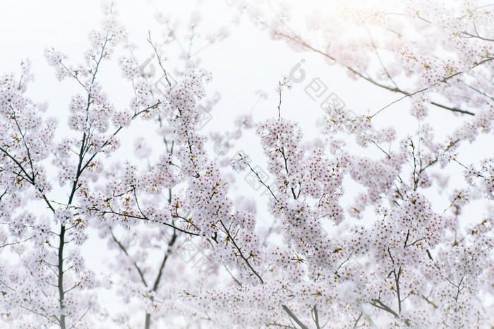 樱桃花朵盛开的春天春天背景樱桃花朵自然与软焦点