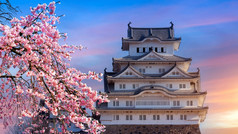 樱桃花朵和城堡姬路城日本