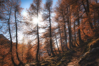 的太阳过滤器通过秋天的落叶松森林的阿尔卑斯山脉