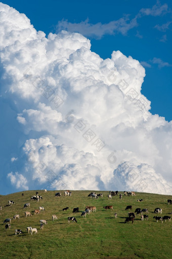 巨大的云在草地放牧牛