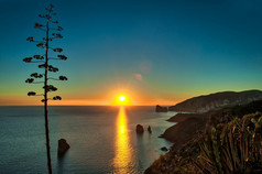 撒丁岛人特征龙舌兰植物在日落在的海的岛