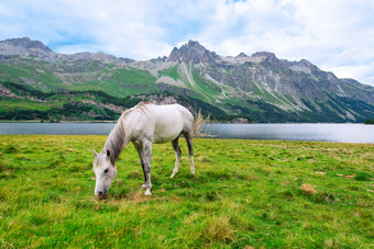 白色马<strong>大草地</strong>附近湖的山的瑞士阿尔卑斯山脉