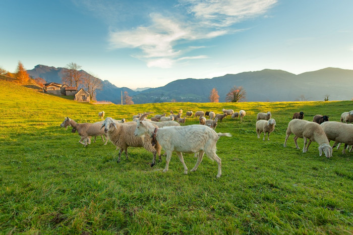 农场的意大利阿尔卑斯山脉与羊和山羊图片
