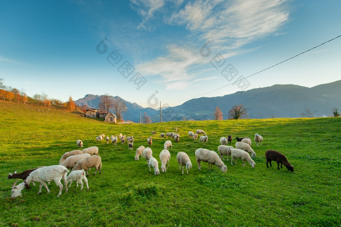 羊放牧农场的意大利阿尔卑斯山脉