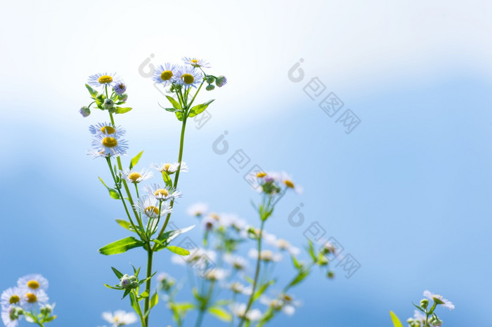 野生洋甘菊生长野生的太阳