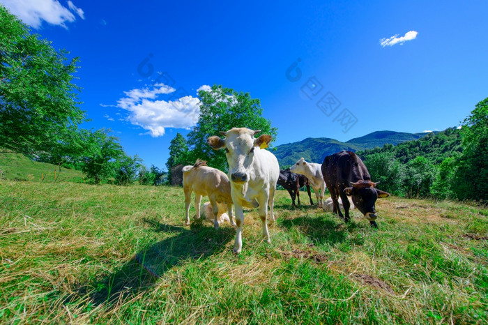 放牧牛的意大利阿尔卑斯山脉夏天