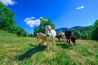 放牧牛的意大利阿尔卑斯山脉夏天