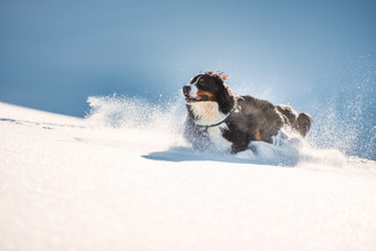 大多毛的伯恩山狗运行快的新鲜的雪