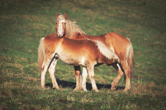 妈妈。马和儿子草地