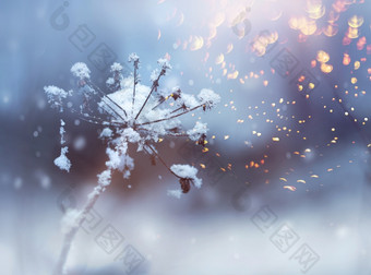 冻花嫩枝美丽的冬天降雪晶体闪闪发光的背景冻花嫩枝冬天降雪