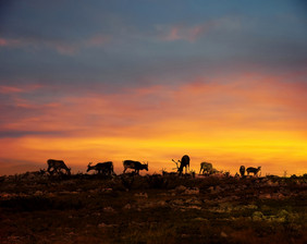 驯鹿群休息下降了前拉普兰午夜太阳