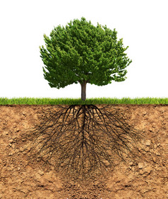 大绿色树与根土壤下增长概念大绿色树孤立的