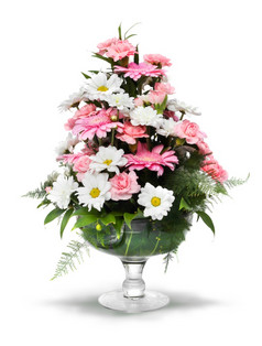粉红色的白色美国格柏公司黛西花束玻璃花瓶孤立的白色