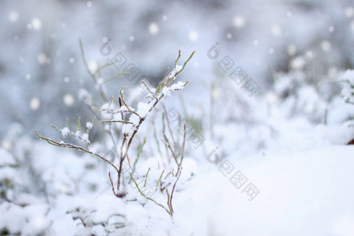 第一个雪印象美丽的冬天概念降雪第一个雪印象