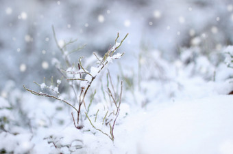 第一个雪印象美丽的冬天概念降雪第一个雪印象