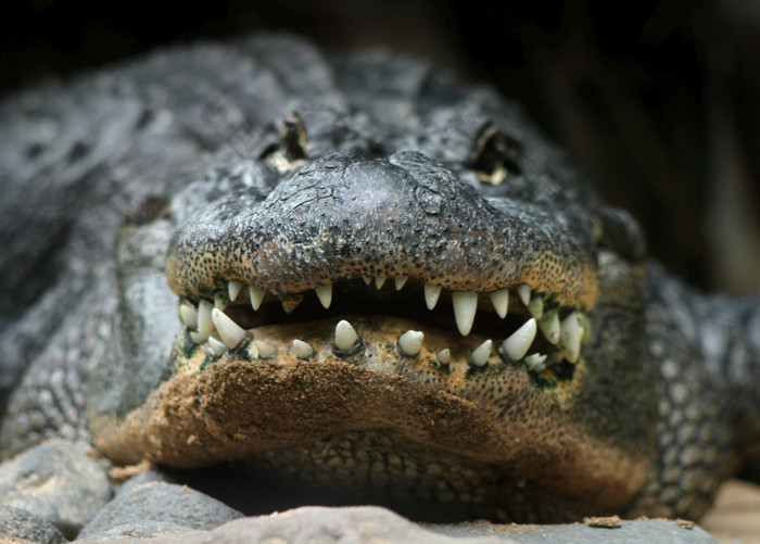 大鳄鱼头和牙齿前面potrait鳄鱼头前面