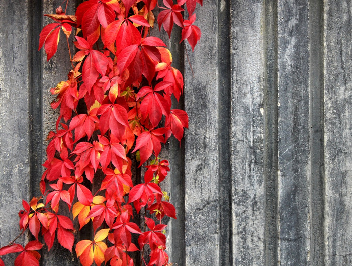秋天红色的攀爬植物灰色墙背景红色的攀爬植物背景