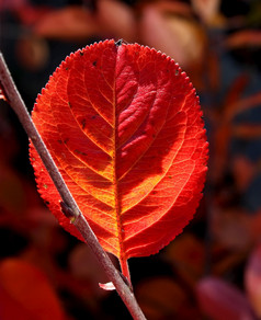 红色的秋天叶花园黑暗背景红色的秋天叶