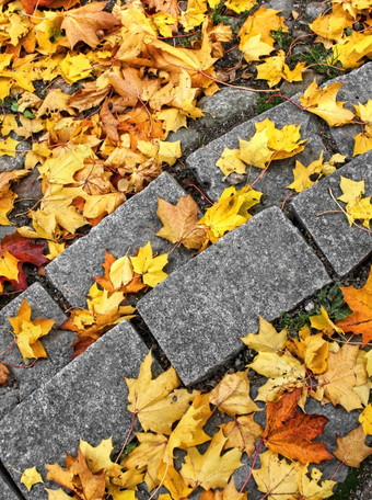 黄色的秋天枫木叶子石头步骤秋天叶子石头步骤