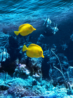 两个黄色的热带鱼蓝色的珊瑚礁海水水族馆两个黄色的热带鱼
