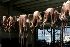 干燥的希腊章鱼海食物在户外干燥章鱼