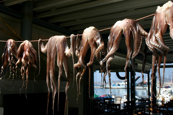 干燥的希腊章鱼海食物在户外干燥章鱼图片