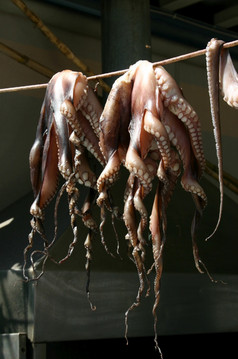 干燥传统的希腊章鱼海食物在户外干燥章鱼