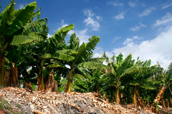 行绿色<strong>香蕉</strong>树<strong>香蕉</strong>生产农场蓝色的天空背景<strong>香蕉</strong>树
