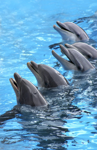 集团五个海豚蓝色的绿松石水