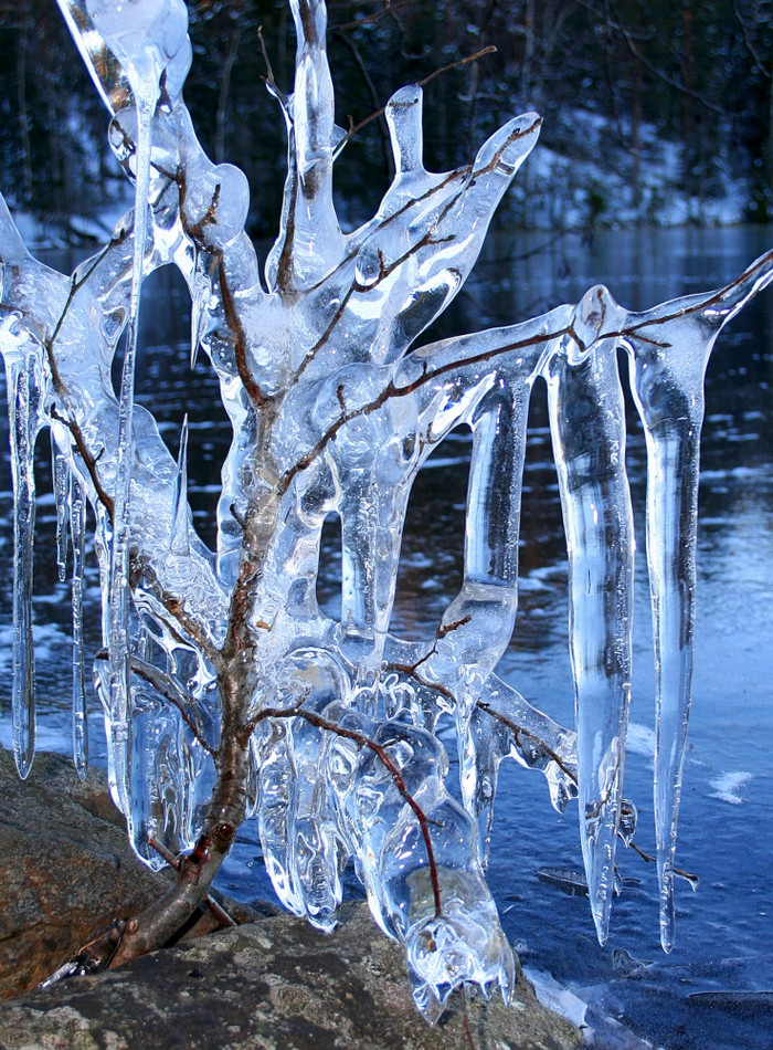 冻树分支机构携带深的冰柱附近冻湖图片