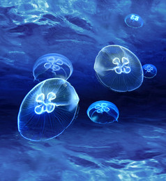 水母发光的神秘的自我发光的光水下下面挥舞着海洋表面