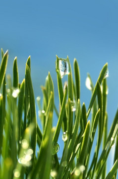 水滴绿色草清晰的蓝色的背景