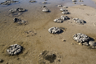 叠层石是一个的大多数古老的形式生活地球在这里见过湖忒提斯西方澳大利亚