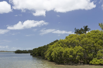 红树林是盐宽容灌木<strong>小树</strong>也被称为盐生植物那<strong>成长</strong>沿海生理盐水含盐的水的热带澳大利亚