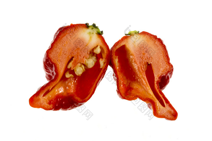 的卡罗莱纳收割者媒介大小的辣椒胡椒的物种辣椒摘要红色的和粗糙的与小指出尾巴极热辣椒起源于从南卡罗莱纳美国辣椒胡椒卡罗莱纳收割者
