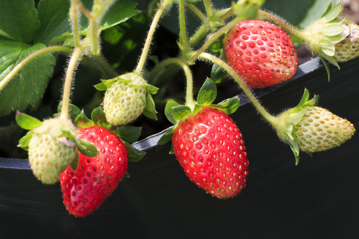 日益增长的绿色和完全种植红色的草莓水果水果桁架