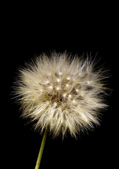 冠毛seed-clockcatsear花毛滴虫radicata假蒲公英常年本地的欧洲哪一个生产明亮的黄色的花