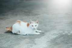 关闭一个猫的水泥地板上泰国猫皮肤