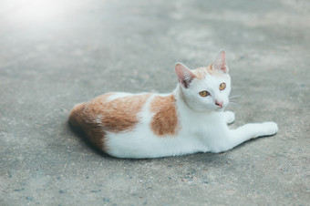 猫暹<strong>罗</strong>猫的水泥地板上猫坐着的水泥地板上白色猫一个的水泥地板上泰国猫皮肤