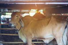 棕色（的）牛的精品泰国农民