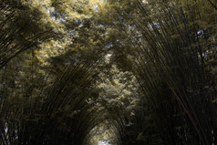 的竹子森林秋天季节自然公园