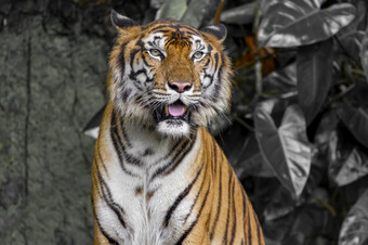 的老虎sitdown和显示舌头前面迷你瀑布泰国