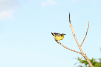 的<strong>黄色</strong>的黄鹂鸟行动可爱的坚持树花园泰国