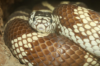 关闭头的Cobra毒蛇蛇隐藏的洞穴泰国