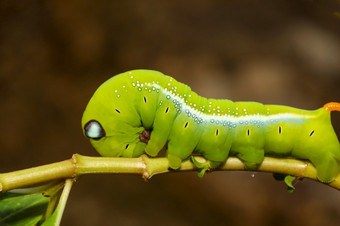 关闭绿色蠕虫达佛涅斯内里蠕虫的坚持树自然和环境