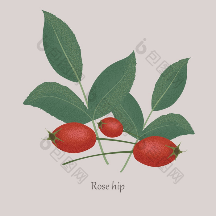玫瑰臀部狗玫瑰蔷薇属叶灰色的背景红色的浆果和树枝与叶子医疗植物玫瑰臀部狗玫瑰蔷薇属叶灰色的背景