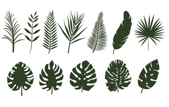 单色叶子不同的热带植物集蕨类植物叶子棕榈树叶子不同的形状单色叶子不同的热带植物