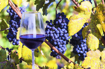 玻璃红色的他来了和日益增长的成熟的葡萄vineyerds意大利皮埃蒙特