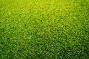 新鲜的绿色草高尔夫球场模式背景