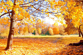 秋天风景美丽的黄金秋天公园